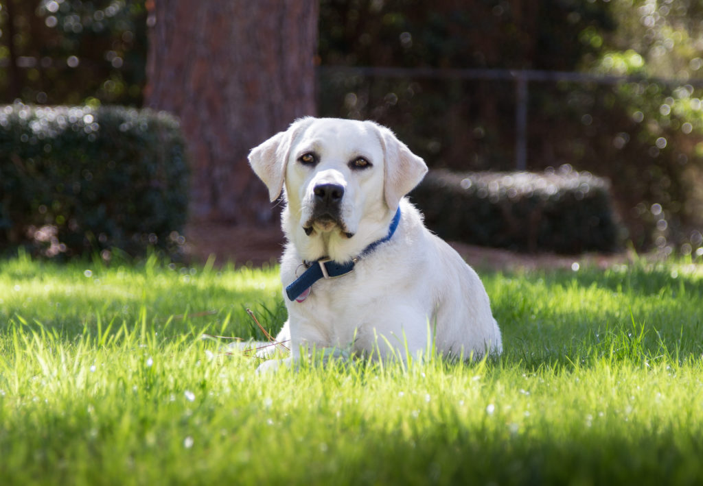 Family Dog Photography: Lifestyle photography includes the pet