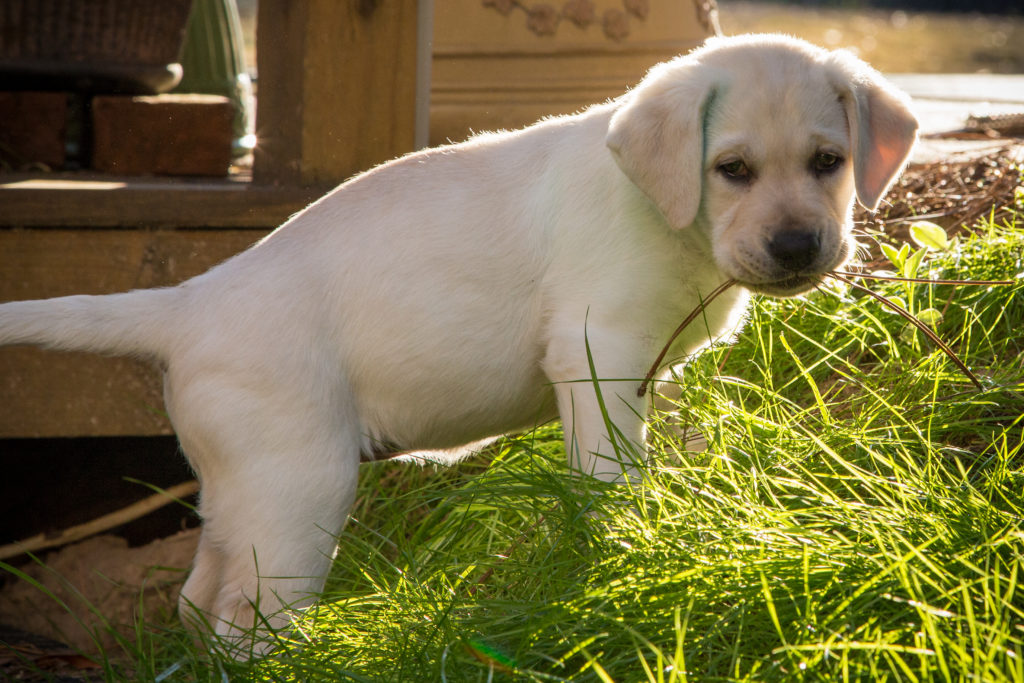 Pictures of the dog. Professional Lifestyle pictures include the family pet
