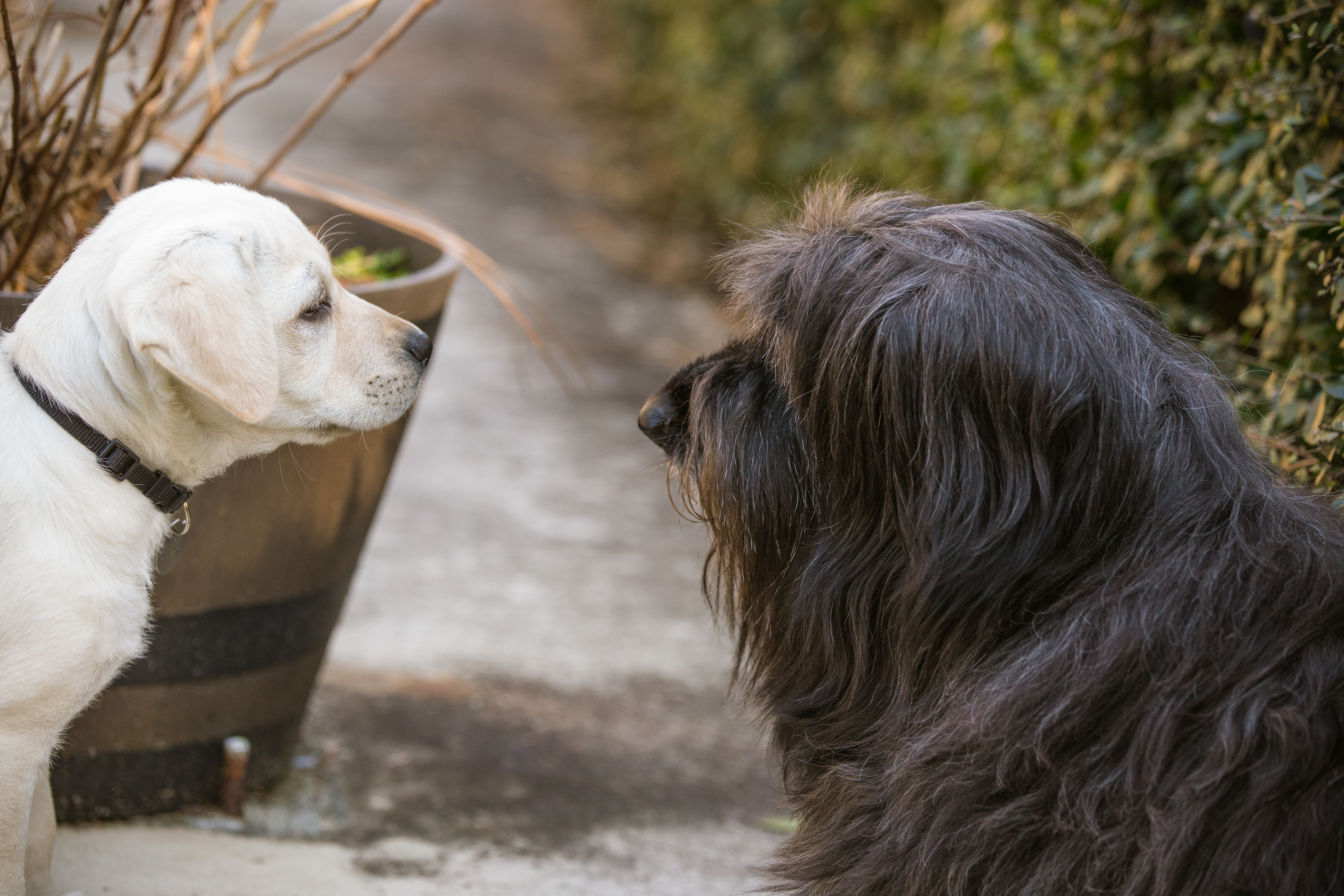 Our pets are part of the family. Lifestyle photography outside.