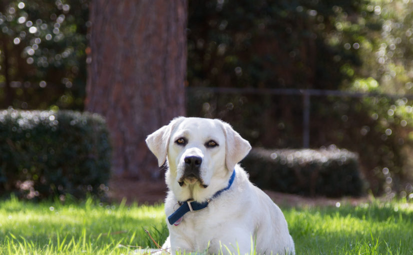 An Update on Hartford, Our Service Puppy…